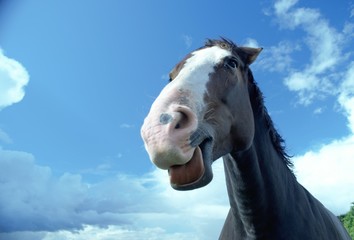 close up of a brown horse with a white face