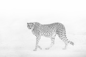Lone Cheetah in the Dust