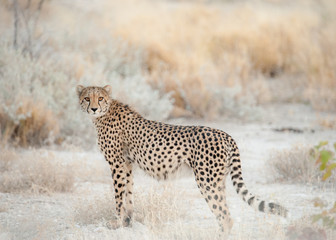 Lone Cheetah in the Namibian Desert