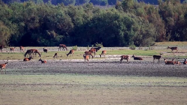 Deers during mating season in "Doñana National Park" Donana nature reserve in El Rocio village at sunset