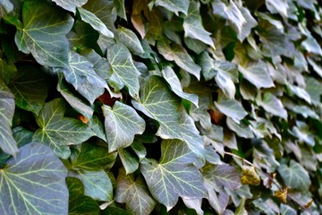 Ivy