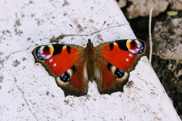Peacock butterfly sitting on a white stone slab.