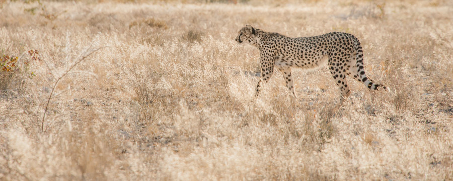 Cheetah In Search Of Prey