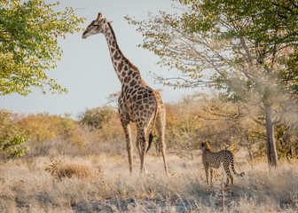 Cheetah invoking an adult giraffe to play