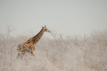 Young giraffe in the Namibian desert scrub