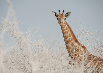 Obraz na płótnie Canvas Young giraffe in the desert