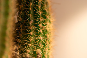 closeup photo of a cactus