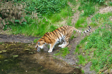 tiger drinking water from a pond