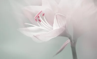 Fotobehang Bloemen enkele dromerige surrealistische witte bloem