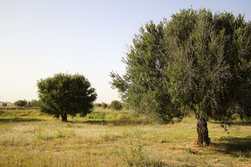 South tunisia, vegetation, Olive tree