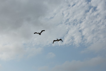 Birds in flight