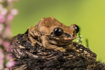 Peacock Tree Frog