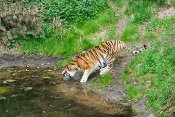 tiger drinking water from a pond