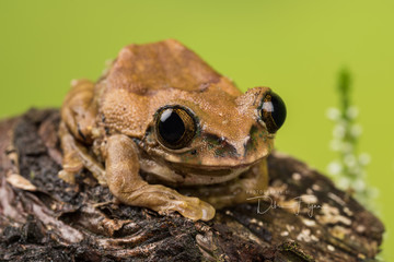 Peacock Tree Frog