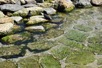 brook from clear water