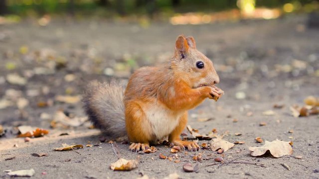 Cute hungry red squirrel with furry fluffy tail sitting on ground eating cedar nuts. Sunny autumn day