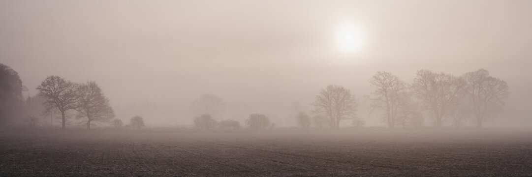 Sun rising through fog above a row of trees. Norfolk, UK.