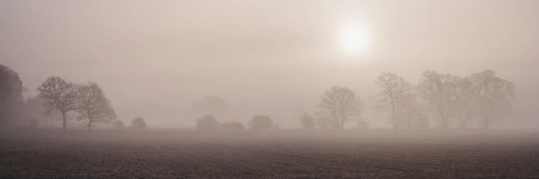 Sun rising through fog above a row of trees. Norfolk, UK.