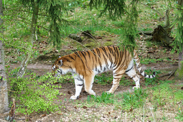 Naklejka na ściany i meble tiger in a wildlife enclosure