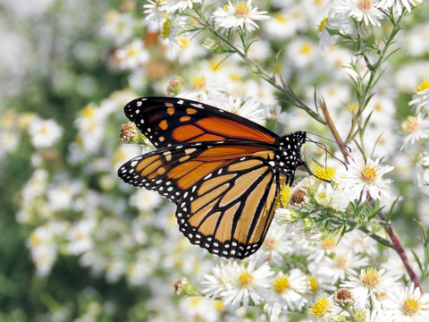  Toronto Lake the Monarch butterfly on white flowers 2017