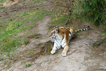 tiger in a wildlife enclosure
