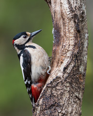 Greater Spotted Woodpecker