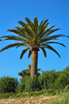 Isolated palm tree in a garden