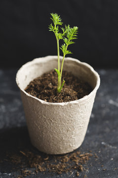 Carrot seedling growing in peat pot