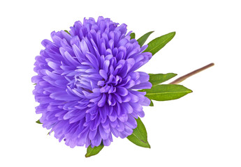 Aster flower on a white background