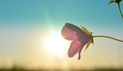 A beautiful gentle pink flower stretches towards the sun. Evening natural landscape landscape. Summer sunset. Nature .Pastel composition.Selective focus