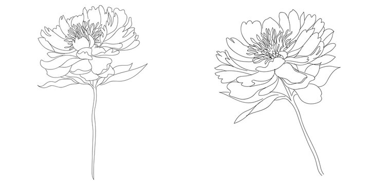 Graphical black flower illustration. Vector illustration.