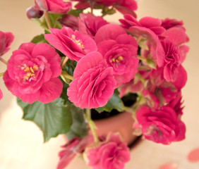 tender fresh pink begonia  terry flowers and petals  bush in a tub on a light wooden table top