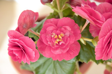 tender fresh pink begonia  terry flowers and petals  bush in a tub,  pronounced on leaves fungal...