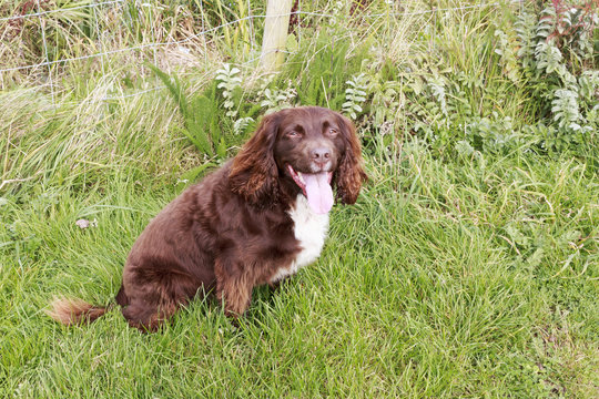 Sprocker Spaniel Dog