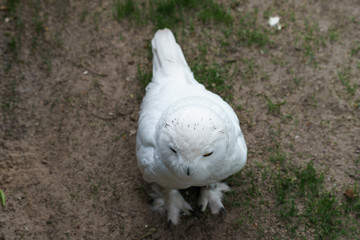 white feathered owl with large eyes