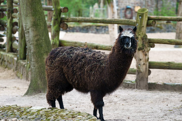 brown lama in an enclosure © lakkot