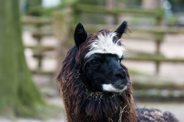 brown lama in an enclosure © lakkot