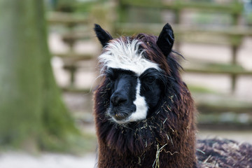 brown lama in an enclosure © lakkot