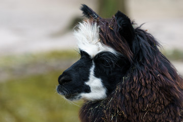 Fototapeta premium brown lama in an enclosure