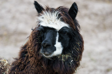 brown lama in an enclosure © lakkot
