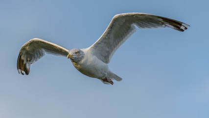 SeaGull