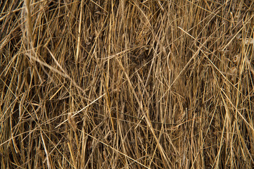 Dry bevelled hay close-up. The concept of winter food for farm animals