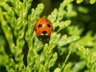 Biedrona © Krzysztof