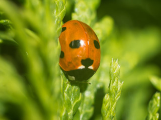 Bieroneczki są w kropeczki © Krzysztof