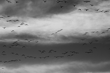 Vol d'oiseaux (Oies Bernache Cravent)