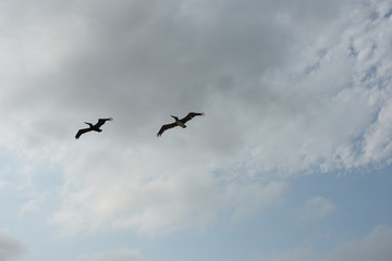 Birds