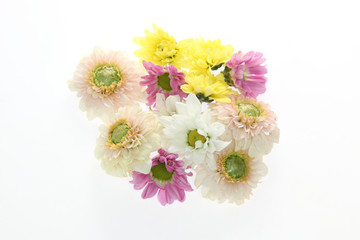 菊
