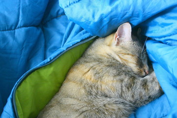 le chat dort comfortablement au chaud dans son duvet
