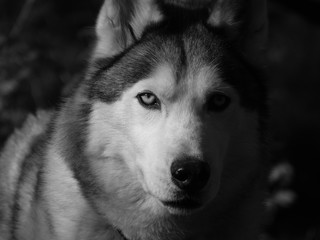 Husky au regard perçant