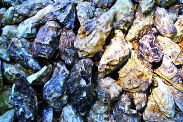oyster shells background